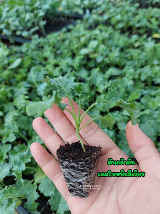 ต้นกล้าผักเคล-kale-ต้นกล้าผักพร้อมปลูก