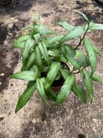 ซื้อ3 แถม 1 ? ต้นผักเเพว ผักไผ่ Vietnamese coriander สมุนไพรต้านมะเร็ง กระถาง 4 นิ้ว ?รับเคลมหากต้นไม้เสียหาย?….