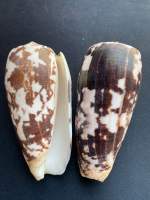 Rare taro sea conus shell หอยทากเผือกหายาก 6-10cm sha shou