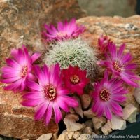 ซัลคอลรีบูเทีย จีโร เซนิลิส Sulcorebutia Gero Senilis ขนาดประมาณ 2 เซน