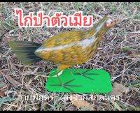 ไก่ป่าตัวเมีย