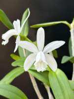 Cattleya intermedia alba “Ricsel”ไม้เนื้อเยื่อ อนุบาลพร้อมส่ง