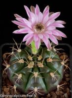 ยิมโนแม่ลูกดก ขนาดกระถาง3นิ้ว Gymnocalycium damsii กระบองเพชร แคคตัส