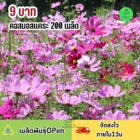 9 บาท ถูกที่สุด เมล็ดพันธุ์ดอกคอสมอสแคระ 200 เมล็ด