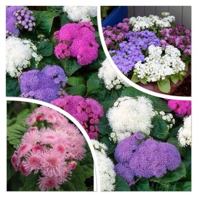 อะเจอราตุ้ม Ageratum บรรจุ 100  เมล็ด