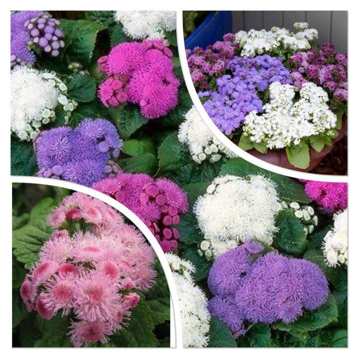 อะเจอราตุ้ม-ageratum-บรรจุ-100-เมล็ด