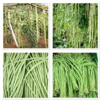 เมล็ดพันธุ์ ถั่วฝักยาว โอเรียนทอล (Oriental Yard Long Bean Seed) บรรจุ 20 เมล็ด ถั่วฝักยาวอเมริกา ฝักสามารถยาวได้มากถึง 3 ฟุต