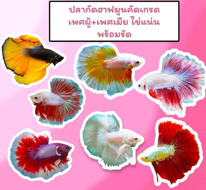 ปลากัดฮาฟมูนคัดเกรด-จำนวน-2ตัว-เพศผู้-เพศเมีย-ไข่แน่น-พร้อมรัด-มีรับประกันสินค้า