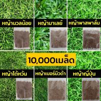 เมล็ดหญ้า เมล็ดพันธุ์ 1000+ เมล็ด หญ้าเบอร์มิวด้า หญ้าญี่ปุ่น หญ้านวลน้อย หญ้ามาเลเซีย หญ้าไต้หวัน หญ้าพาสพาลั่ม