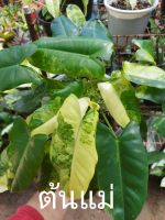 ฟิโลเดนดรอน เบอร์เบิ้ลมาร์คด่าง Philodendron burle marx Variegated