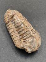 ? ฟอสซิล ไตรโลไบต์ ขนาด 107 กรัม
( Trilobite Fossil ) 
ค่อนข้างสมบูรณ์ เหมาะเเก่การสะสม หรือเป็นตัวอย่างเพื่อการศึกษา / แหล่ง Morocco