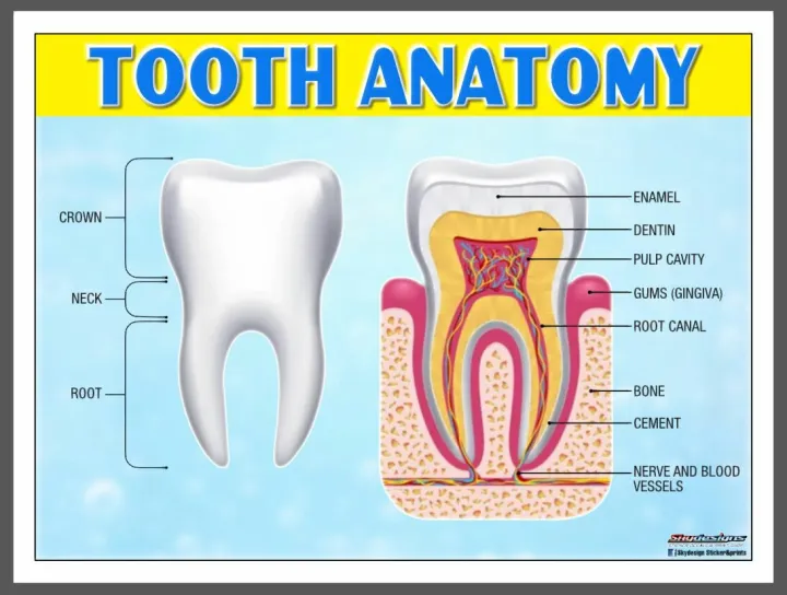 EDUCATIONAL POSTER TARPAULIN FOR KIDS TOOTH ANATOMY 45X60CM | Lazada PH