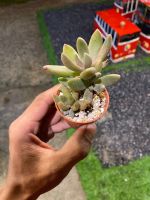 กุหลาบหิน กระถาง2นิ้ว Pachyphytum hookeri