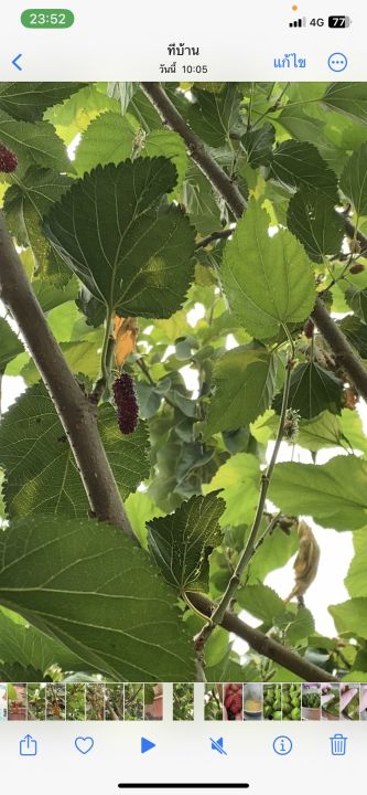 ชาใบหม่อน-mulberry-tea-mulberry-leaf-tea-ชามัลเบอรี่-ขนาด-15ซองชา