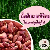 เมล็ดพันธุ์ถั่วฝักยาวพิจิต ถั่วฝักยาวราคาถูก ปลูกง่ายโตไว