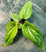 หน้าวัวใบพลูซีรี่ Anthurium sirih หน้าวัวใบสวยๆๆ ที่น่าสะสมอีกตัวหนึ่ง และใบจะใหญ่ได้อีก