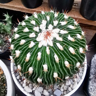 กระบองเพชร (cactus)​ คลื่นสมองขนปุย ขนาด 9.5-10.5 cm.