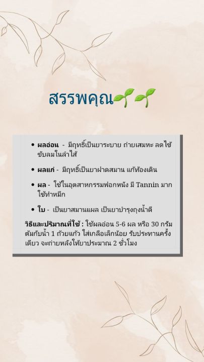 ต้นสมอไทย-สมุนไพรชั้นดี-สรรพคุณมากมาย-ปลูกไว้อนุรักษ์