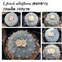 เมล็ด Lophophora fricii albiflora seeds (ดอกขาว)