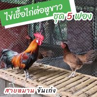 ไข่เชื้อไก่ต่อหูขาว ชุด 5 ฟอง สำหรับฟัก