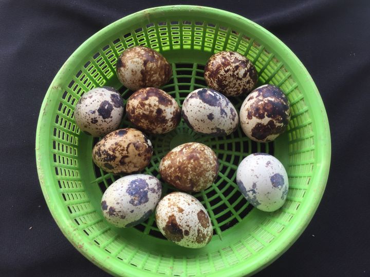 ไข่เชื้อนกกระทา-สำหรับฟัก-สายพันธุ์ญี่ปุ่น-เลี้ยงง่าย-ไข่เร็ว-ไข่ดก-มีแถมทุกออเดอร์-รับประกันเชื้อ-100
