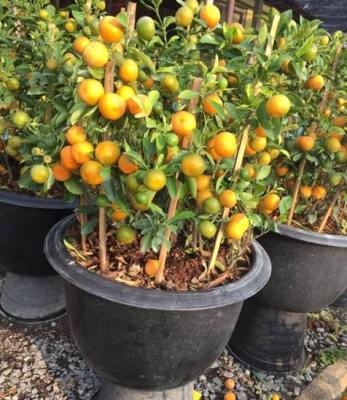 ต้นส้มจี๊ดแคระ 
ไม้มงคลไม้พุ่มที่เป็นสัญลักษณ์แห่งความมั่งคั่งของบ้าน ต้นส้มถือเป็นสิ่งช่วยดึงดูดความโชคดี