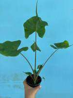 Alocasia Stingray กระถาง 4นิ้ว ต้นเล็ก