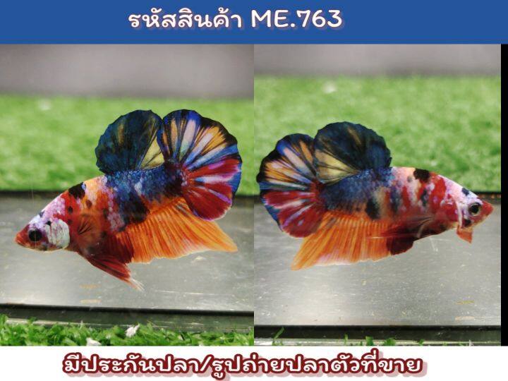 ปลากัดนีโม่มัลติคัลเลอร์-เพศผู้ตัวใหญ่สีสด-ขนาด1-6นิ้ว