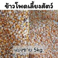 ข้าวโพดเลี้ยงสัตว์แบ่งขาย​ 5กก.