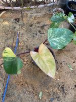 Philodendron Red Emerald - ฟิโลเรดเอมเมอรัล/ สตอเชค กระถาง6” (เลือกต้นได้)