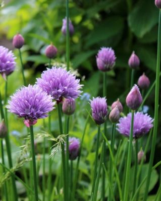 หอมดอก หอมดอกฮอลแลนด์ ดอกหอม เมล็ดพันธุ์ Common Chives Holland Seeds บรรรจุ 30-40 เมล็ด