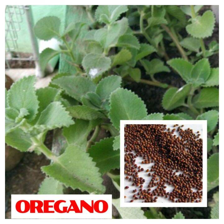 OREGANO SEEDS FOR PLANTING ( 30 SEEDS ) HERBS Lazada PH