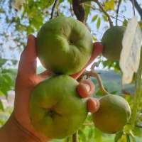 ต้นพลับนมสด พลับนมสด (White Sapote)