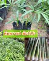 ต้นหวายหนามขาวภูพาน/ขายชุดละ100฿4ถุง