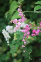 เมล็ดเมล็ดดอกไม้กินได้ Edible Flowers 
พวงชมพูAntigonon leptopus 
10เมล็ด 20บาท