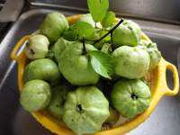 ต้นฝรั่ง ( guava) #พันธุ์แป้นสีทอง ต้นเตี้ย รสหวานกรอบ ลูกดกมาก ต้นตอนสูงมาก 1 เมตรค่ะ