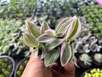 Tradescantia Sweetness  ก้ามปูหลุดด่างชมพู(ใบเล็ก) ไม้อวบน้ำ กระถาง 2.5 นิ้ว มี 2 ต้น