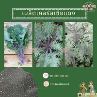 เมล็ดพันธุ์ เคลแดงรัสเซีย 400 เมล็ด Red Russian Kale Seed เมล็ดพันธุ์แท้ นำเข้าจากต่างประเทศ โตไว ปลูกง่าย พืชผัก