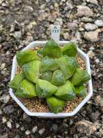 Haworthia Hybird Thailand กระถาง 3 นิ้ว จัดส่งทั้งกระถาง รหัส 121A-144A