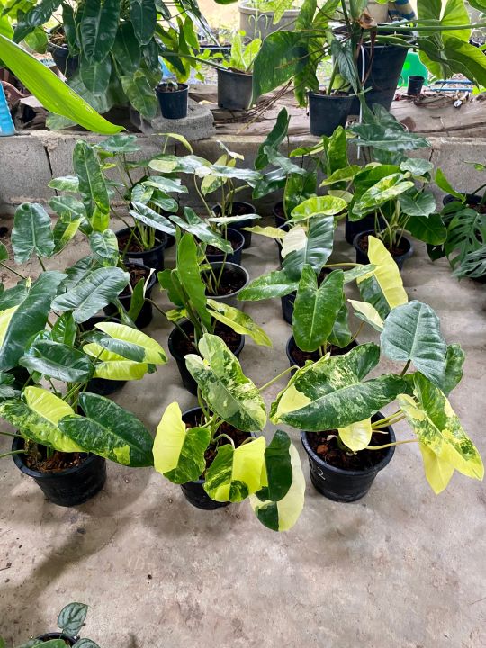 ฟิโลเดดดรอน-เบอร์เบิ้ลมาร์ค-ด่าง-philodendron-burle-marxvariegeted-กระถาง6นิ้ว