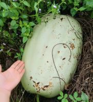 เมล็ดนำ้เต้ายักษ์(giant gourd seeds)มีขนาดใหญ่กว่านำ้เต้าธรรมดาทั่วไป ปลูกง่ายทนต่อโรคและแมลง ปลูกได้ทุกฤดู หนัก15-20กก.(พันธุ์แท้ สามารถเก็บเมล็ดทำพันธุ์ต่อได้)