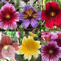 เมล็ดพันธุ์ซาลพิกลอสซิส (ทรัมเป็ตกำมะหยี่) Salpiglossis sinuata 500 เมล็ด อัตราการงอกสูง