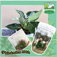 ฟิโลเดนดรอนเบอกิ้น?Philodendron brikin☘️เบอกิ้น?ชุด5ต้น