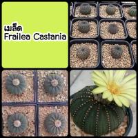 เมล็ด เฟรเลีย คัสตาเนีย (Frailea Castanea) 45 เมล็ด+