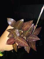 Ludisia discolor ยกถาด 20ต้น 300คุ้มมาก