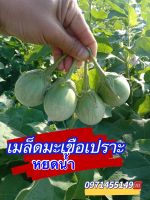 เมล็ดมะเขือเปราะ หยดน้ำมะเขือเปราะหยดน้ำ บรรจุ 300-400 เมล็ด Round Eggplant Yodpetch