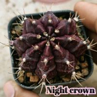 Night crown ไนท์คาว ตัวแรร์ หายาก