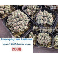 โคโน ใบเป็นรูปหัวใจ ขอบใบสีชมพู Conophytum​ Luiseae​ lithop Cactus​ succulent Echeveria​ Haworthia​ ไม้อวบน้ำ​ กุหลาบหิน