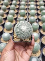 แมมนกฮูก (Mammillaria microthele) ไม้เพาะเมล็ดอยู่ในกระถาง 2 นิ้ว