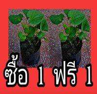 ต้นพลูคาว หรือผักคาวตอง เสริมภูมิต้านทาน ลดการติดเชื้อจากไวรัสต่างๆ มีสารต่อต้านอนุมูลอิสระสูง ต้านมะเร็ง เหมาะสำหรับผู้ป่วย HIV กระตุ้นภูมิคุ้มกัน ลดการติดเชื้อ ชะลอวัย และประโยชน์อื่นๆอีกมากมาย